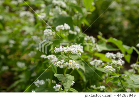 Buckwheat flowers Buckwheat flowers 44265949