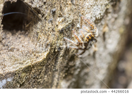 Necohaetri 44266016