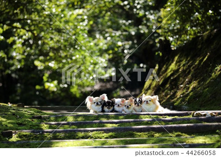 奇瓦瓦 奇瓦瓦 44266058