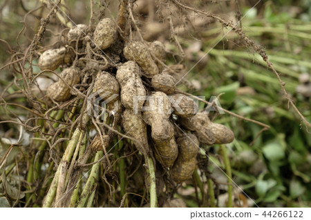 新鮮的花生 44266122