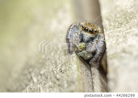 Jumping spider Jumping spider 44266299