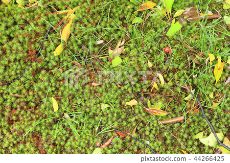 禪宗在京都皇宮的花園裡 禪宗在京都皇宮的花園裡 44266425