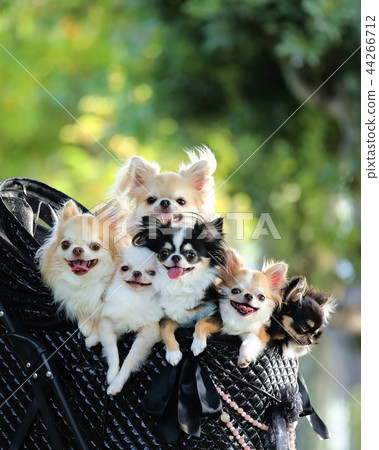 奇瓦瓦 奇瓦瓦 44266712