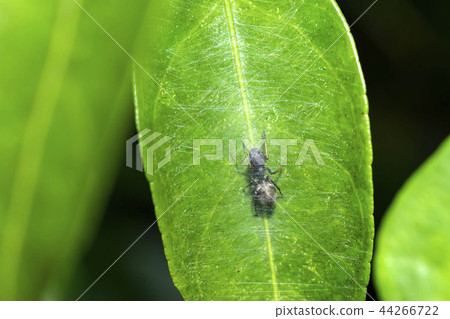 Arigmo Arigmo 44266722