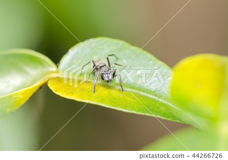 Myrmarachne Myrmarachne 44266726