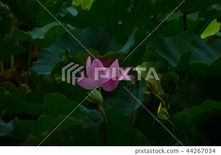 蓮花 44267034