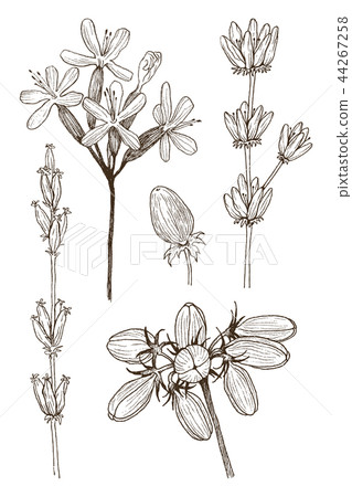Set of herbal and wild plants, berry and branches. Vintage botanical engraved illustration. Vector Set of herbal and wild plants, berry and branches. Vintage botanical engraved illustration. Vector 44267258