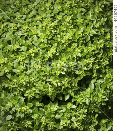 Fresh leaves of Greek dwarf basil closeup Fresh leaves of Greek dwarf basil closeup 44267493