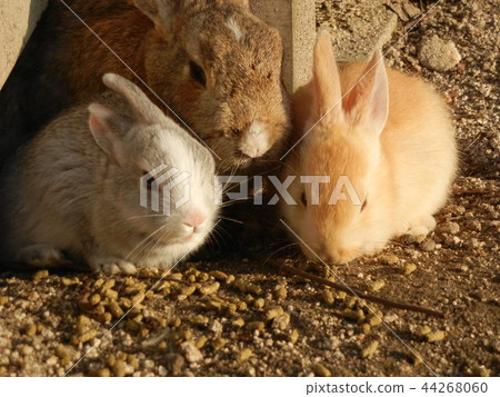 Friendly baby rabbit Friendly baby rabbit 44268060