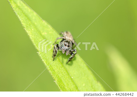 Mamijiro Hetri 44268442