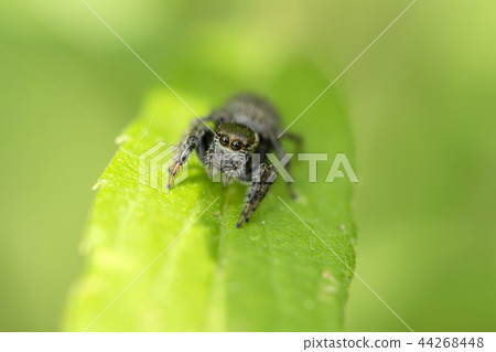 Mamijiro Hetri Mamijiro Hetri 44268448