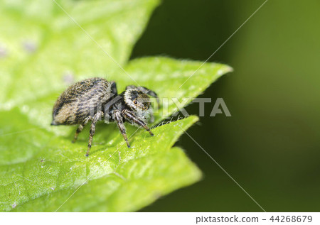 White-handed fly 44268679