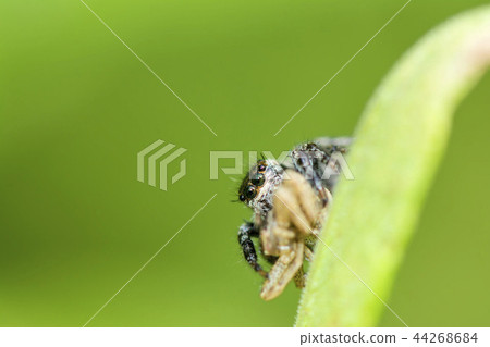 White-handed fly 44268684