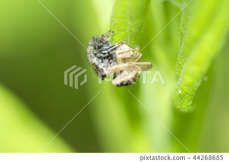 White-handed fly 44268685