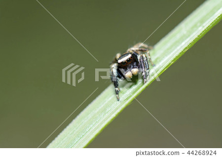 Mamijiro Hetri 44268924