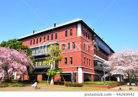 藤澤市立日本大學生物資源科學學院圖書館，盛開的櫻花和藍天 44269442