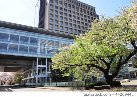 Fujisawa City Nihon University College of Bioresource Sciences Main Building and Yaezakura 44269443