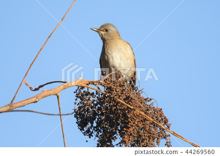 白腹 白腹 44269560