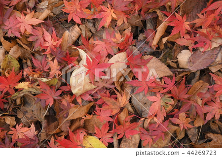 Fallen leaves of maple 44269723