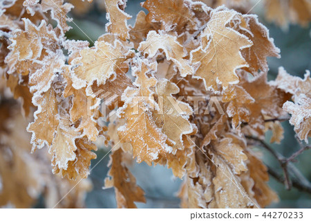Frost on oak leaves, winter in the forest 44270233