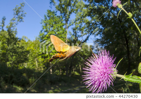 Hoshi hojaku 44270430