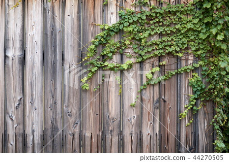 Wooden wall and ivy pool Wooden wall and ivy pool 44270505