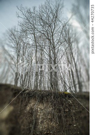 In the forest trees without leaves. 44270735