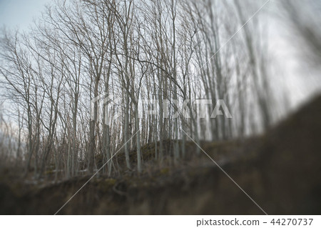 In the forest trees without leaves. 44270737