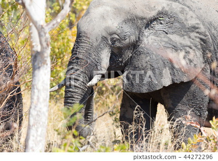 African elephant (Loxodonta africana) African elephant (Loxodonta africana) 44272296