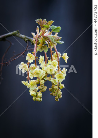 Flowering currant twig.  44272452