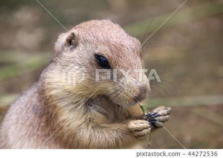 草原土撥鼠可愛的草原土撥鼠奧格羅草原土撥鼠 44272536