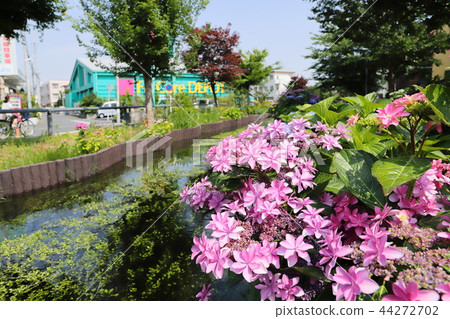 Egawa Serage Walkway Hydrangea 44272702