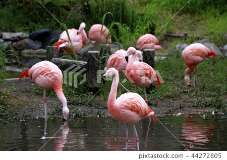 Flamingo red flag Flamingo large bird wild bird migratory bird Flamingo red flag Flamingo large bird wild bird migratory bird 44272805