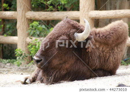 American bison bison wild cows 44273010