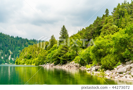 Panorama of Lac Blank, a lake in the Vosges Mountains 44273072