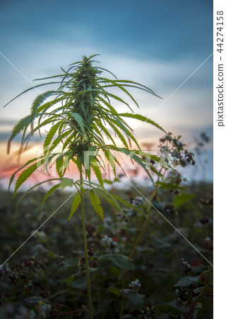 fields of industrial hemp in Estonia fields of industrial hemp in Estonia 44274158