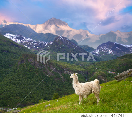 llamas in the mountains. 44274191