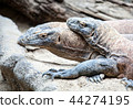 monitor lizards closeup 44274195