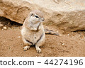 gopher 44274196