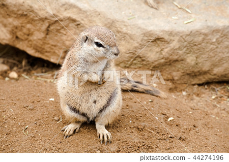gopher gopher 44274196