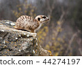 suricate 44274197