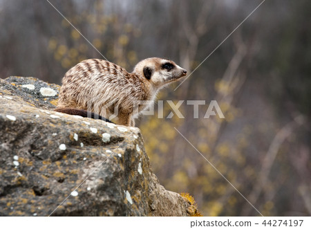suricate suricate 44274197
