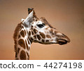 giraffe head 44274198