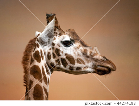 giraffe head giraffe head 44274198