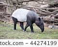 tapir 44274199