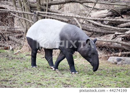 tapir 44274199