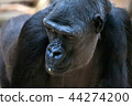 gorilla 44274200