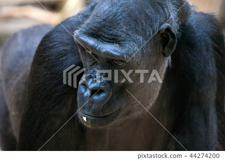 gorilla gorilla 44274200