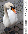 swan 44274202