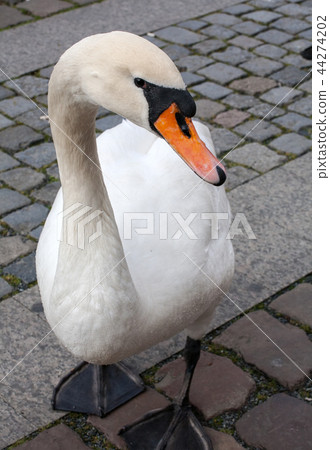 swan 44274202